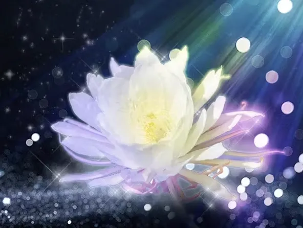 涼花（スズカ）先生